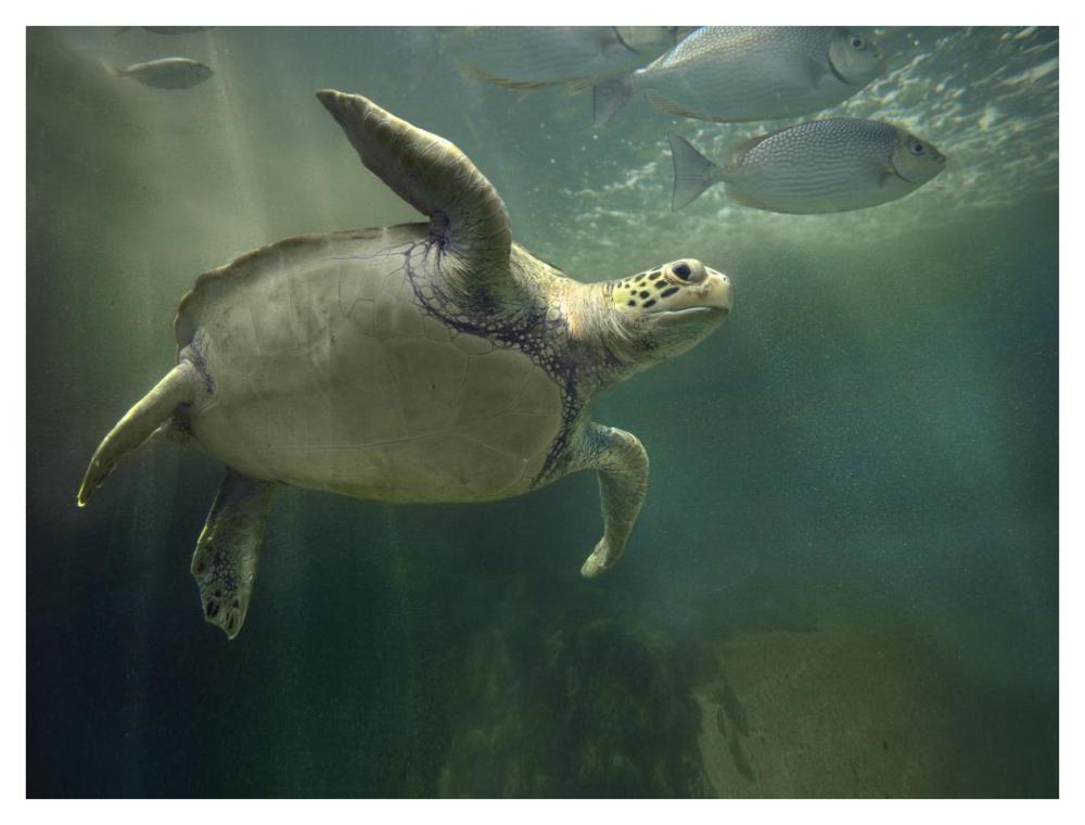 Green Sea Turtle and fish, Sabah, Malaysia-Paper Art-42"x32"