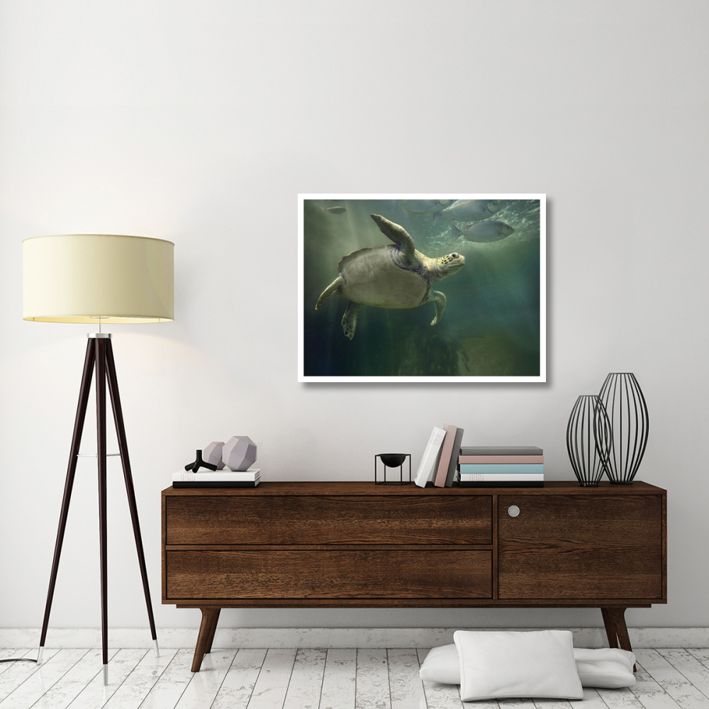 Green Sea Turtle and fish, Sabah, Malaysia-Paper Art-42&quotx32"