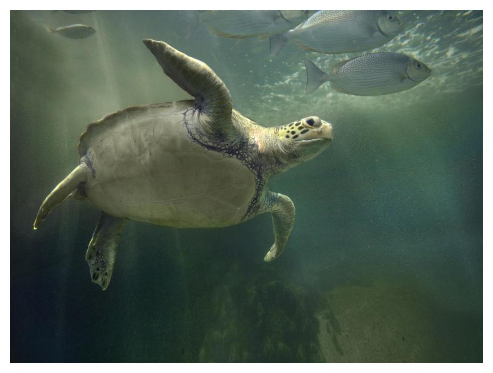 Green Sea Turtle and fish, Sabah, Malaysia-Paper Art-50"x38"
