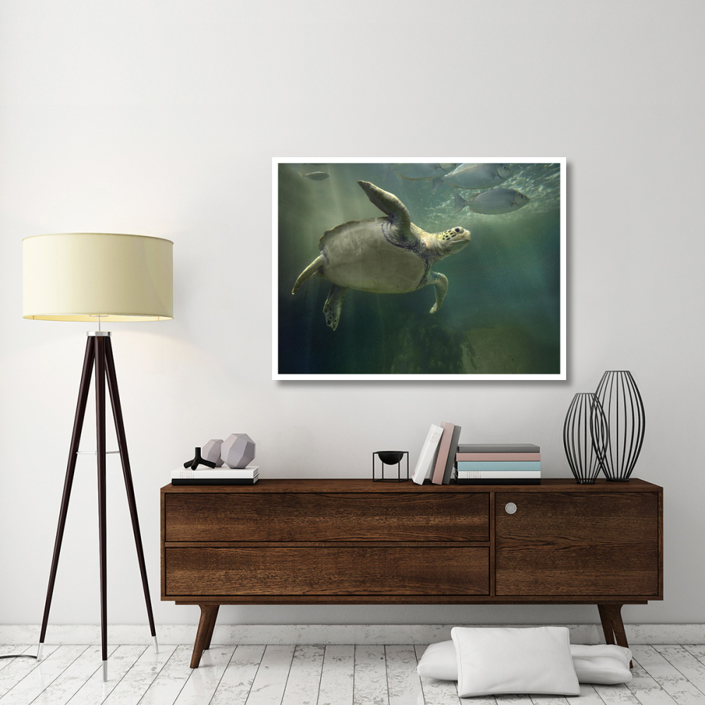 Green Sea Turtle and fish, Sabah, Malaysia-Paper Art-50&quotx38"