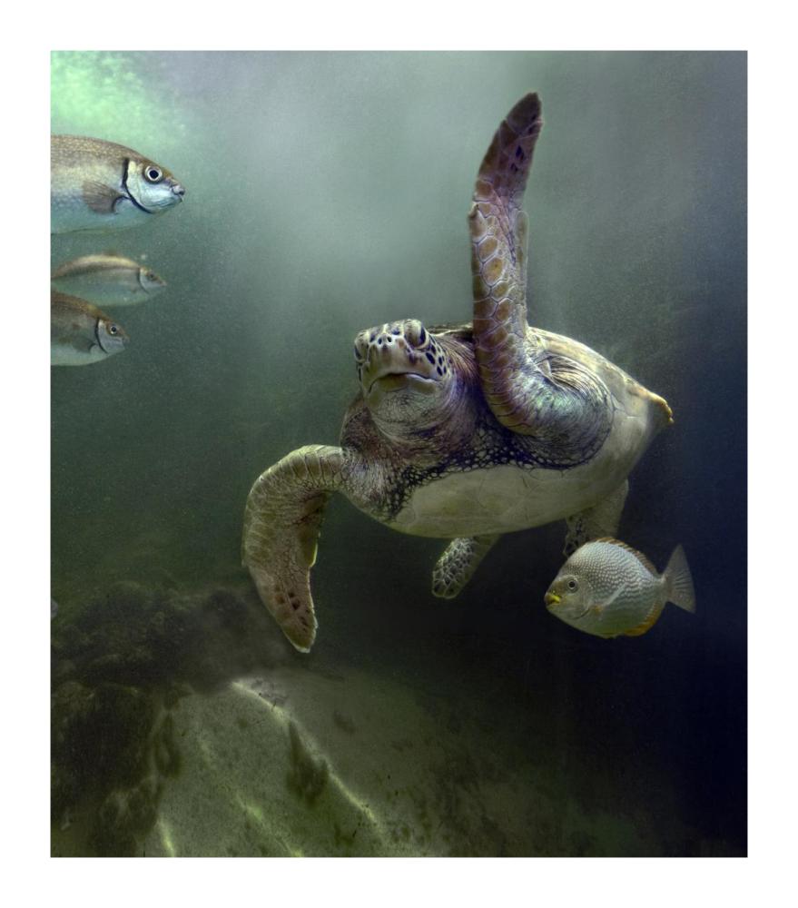 Green Sea Turtle and fish, Sabah, Malaysia-Paper Art-15.76"x18"