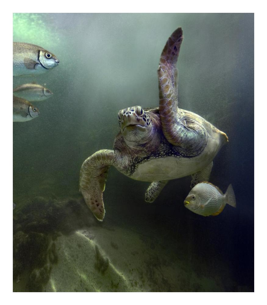 Green Sea Turtle and fish, Sabah, Malaysia-Paper Art-20.92"x24"
