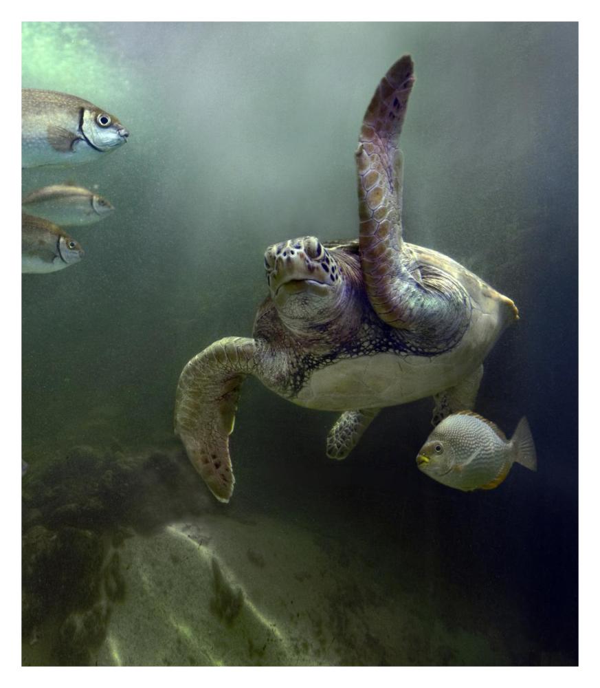 Green Sea Turtle and fish, Sabah, Malaysia-Paper Art-27.8"x32"