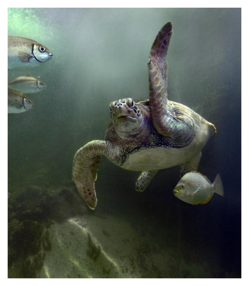 Green Sea Turtle and fish, Sabah, Malaysia-Paper Art-32.96"x38"