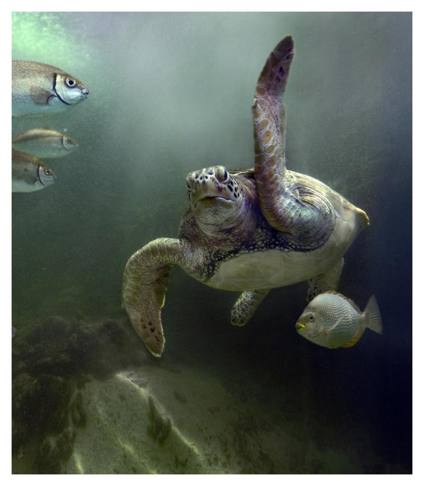 Green Sea Turtle and fish, Sabah, Malaysia-Paper Art-36.4"x42"