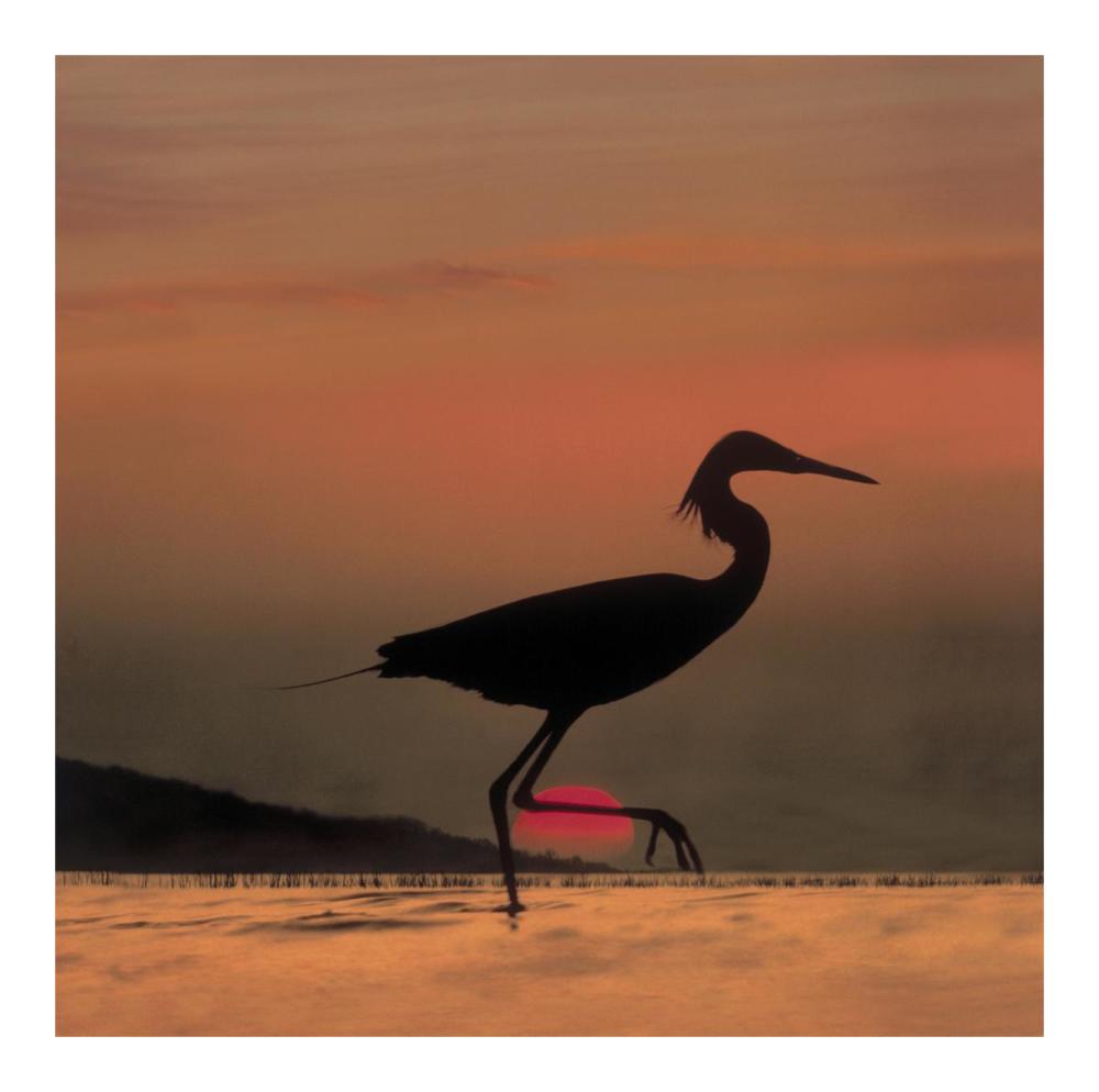 Little Egret silhouetted at sunset, Africa-Paper Art-20"x20"