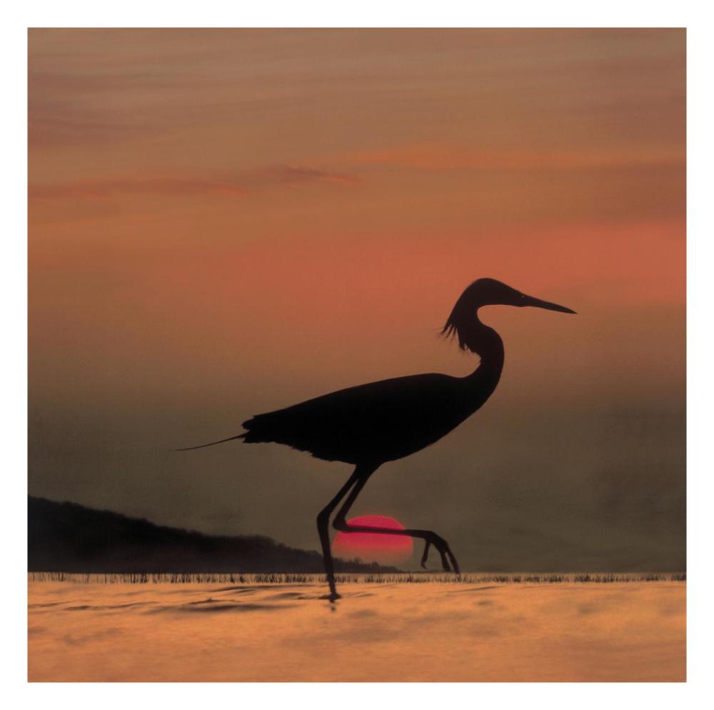 Little Egret silhouetted at sunset, Africa-Paper Art-26"x26"