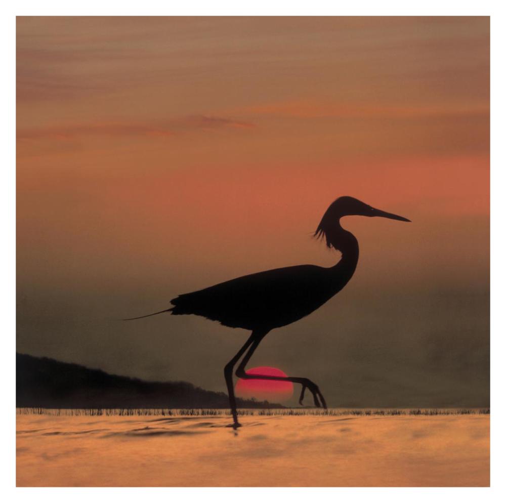 Little Egret silhouetted at sunset, Africa-Paper Art-32"x32"