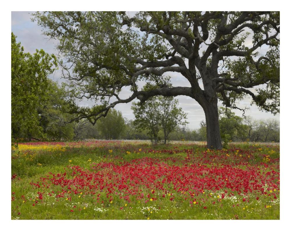 Drummond's Phlox meadow near Leming, Texas-Paper Art-26"x20"