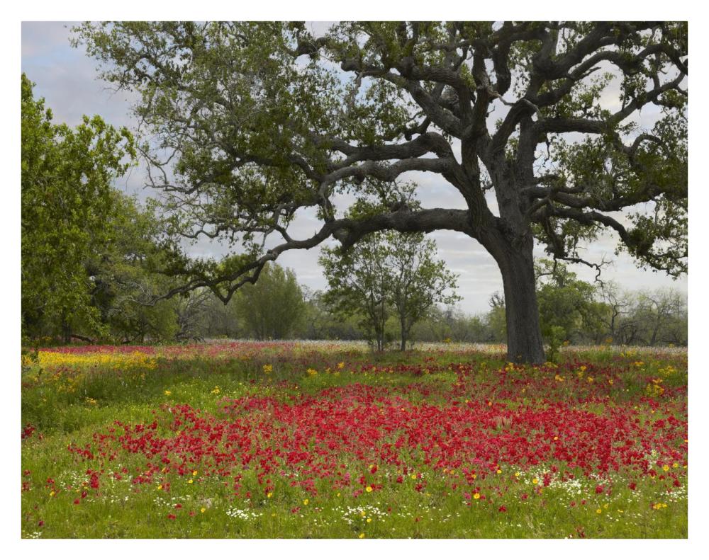 Drummond's Phlox meadow near Leming, Texas-Paper Art-34"x26"