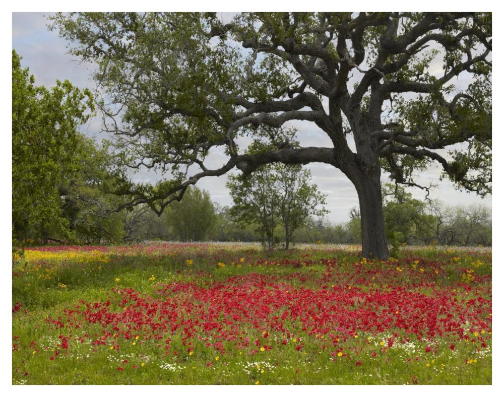 Drummond's Phlox meadow near Leming, Texas-Paper Art-42"x32"
