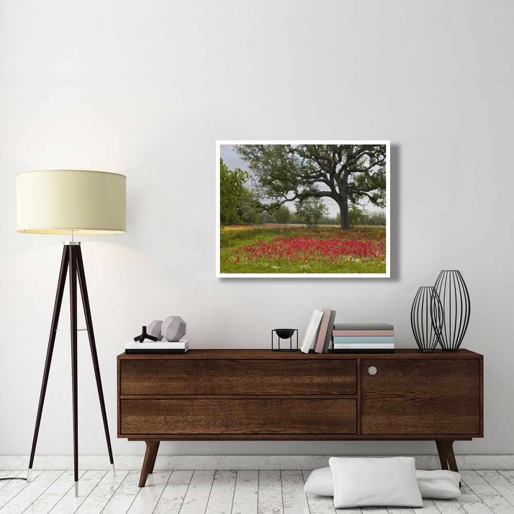 Drummond's Phlox meadow near Leming, Texas-Paper Art-42&quotx32"