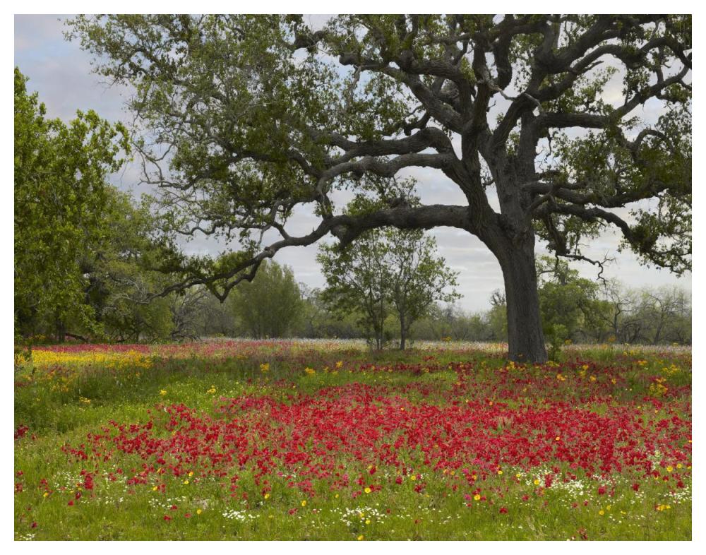 Drummond's Phlox meadow near Leming, Texas-Paper Art-50"x38"