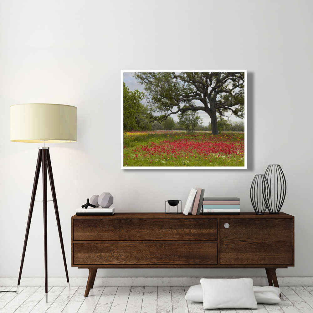 Drummond's Phlox meadow near Leming, Texas-Paper Art-50&quotx38"