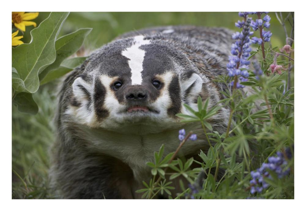 American Badger amid Lupine, North America-Paper Art-26"x18"