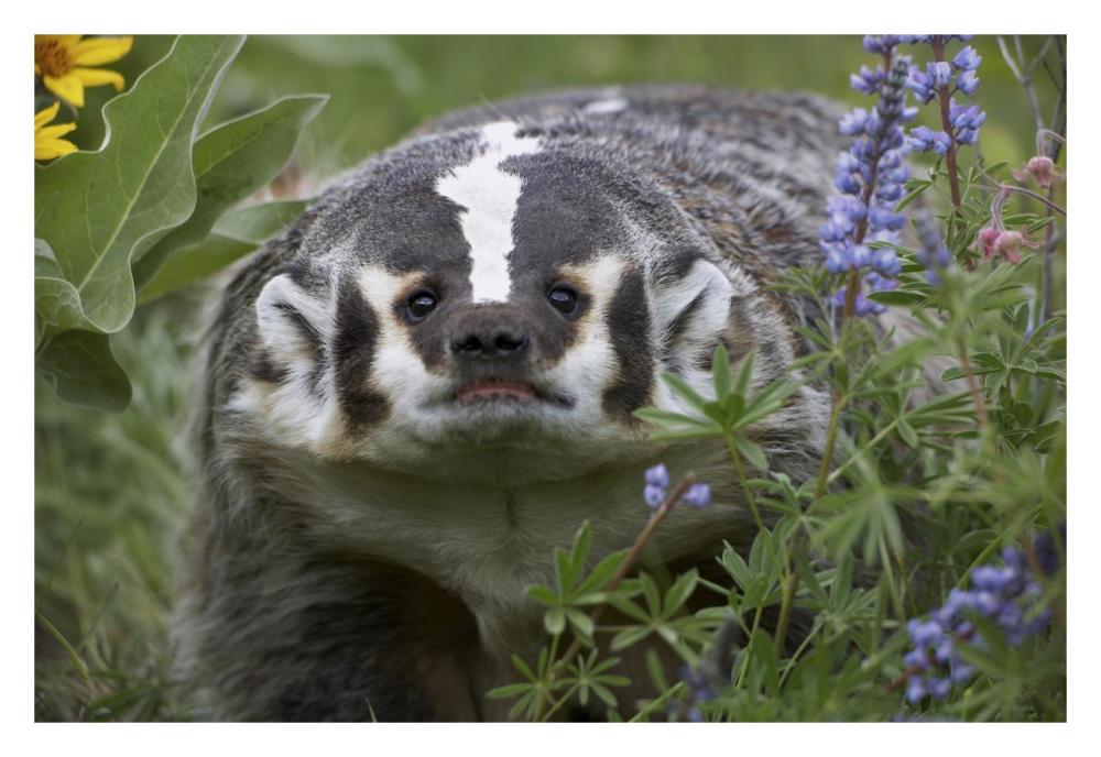 American Badger amid Lupine, North America-Paper Art-32"x22"