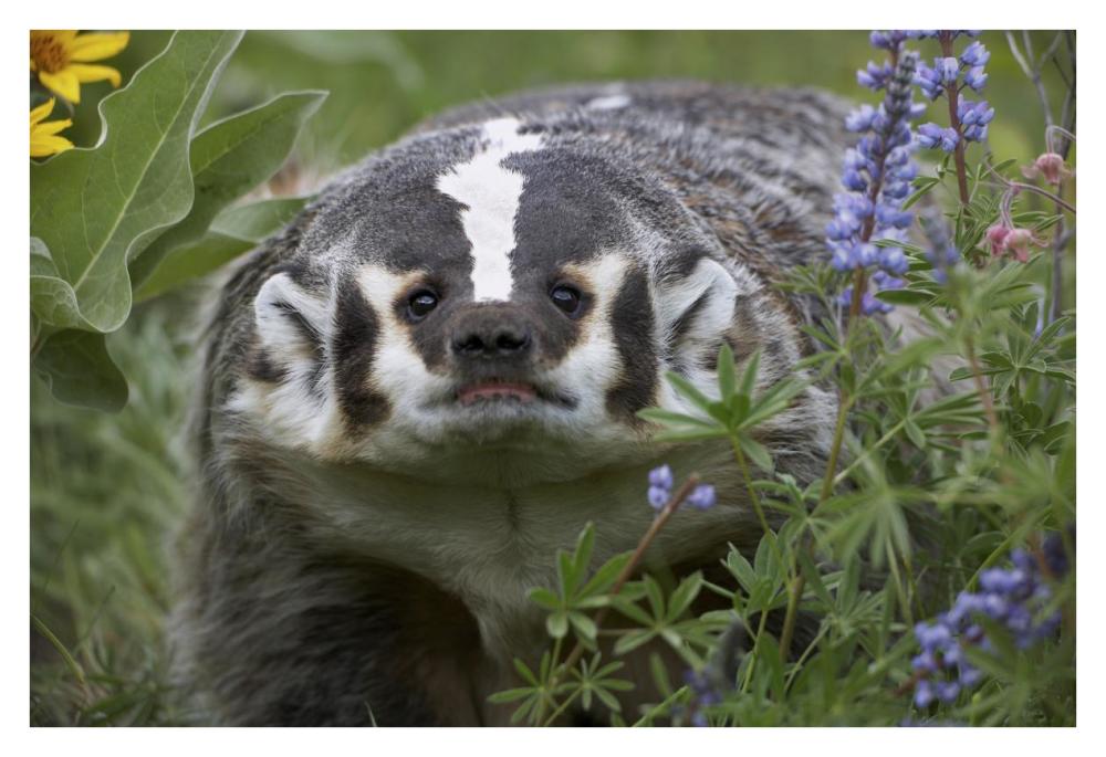American Badger amid Lupine, North America-Paper Art-38"x26"