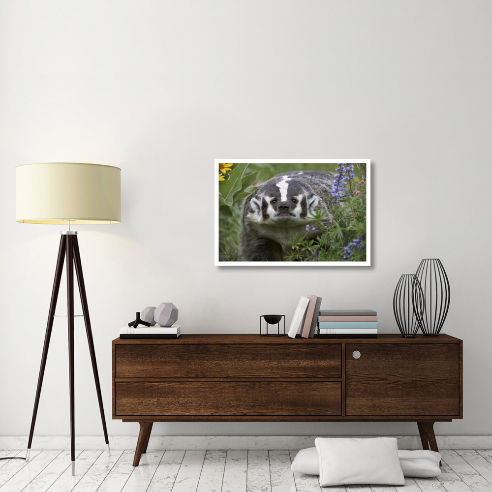 American Badger amid Lupine, North America-Paper Art-38&quotx26"