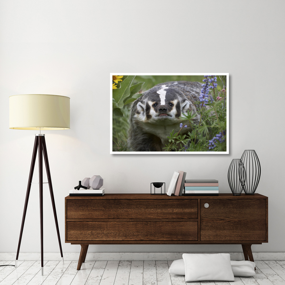 American Badger amid Lupine, North America-Paper Art-50&quotx34"