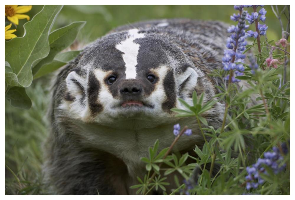 American Badger amid Lupine, North America-Paper Art-62"x42"