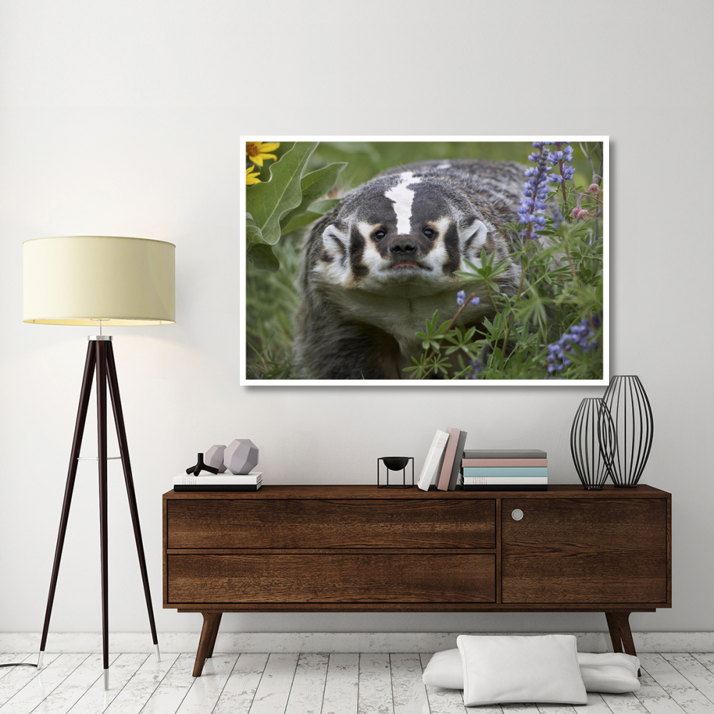 American Badger amid Lupine, North America-Paper Art-62&quotx42"