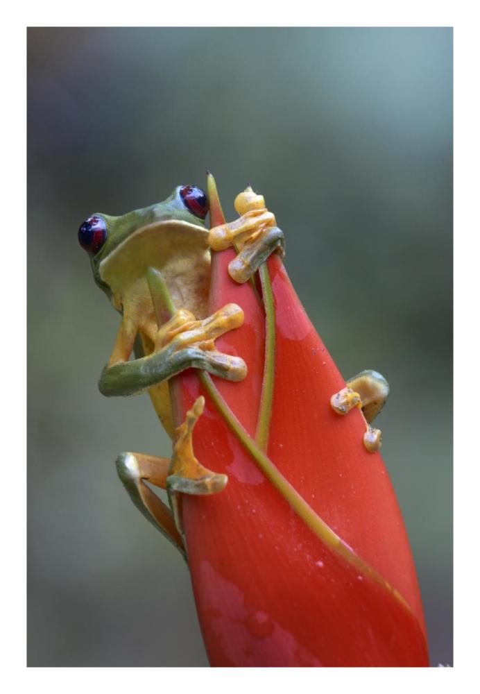 Gliding Leaf Frog on Heliconia, Costa Rica-Paper Art-18"x26"