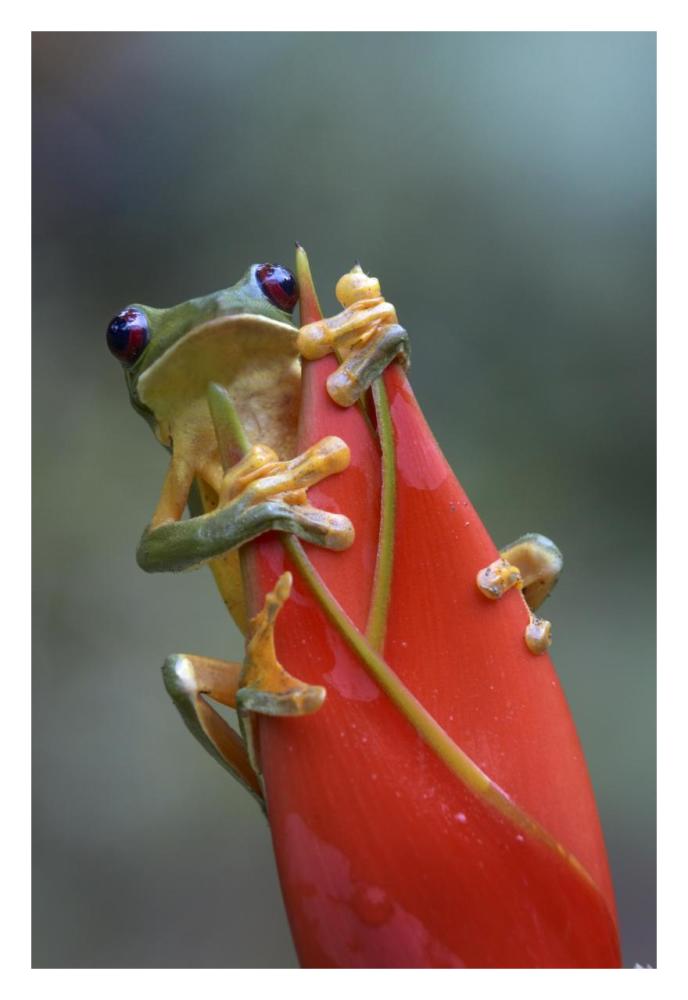 Gliding Leaf Frog on Heliconia, Costa Rica-Paper Art-22"x32"
