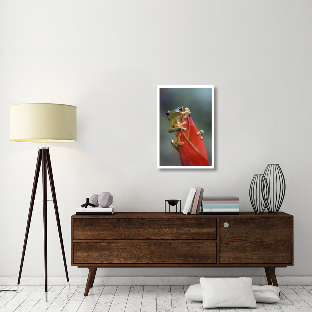 Gliding Leaf Frog on Heliconia, Costa Rica-Paper Art-22&quotx32"