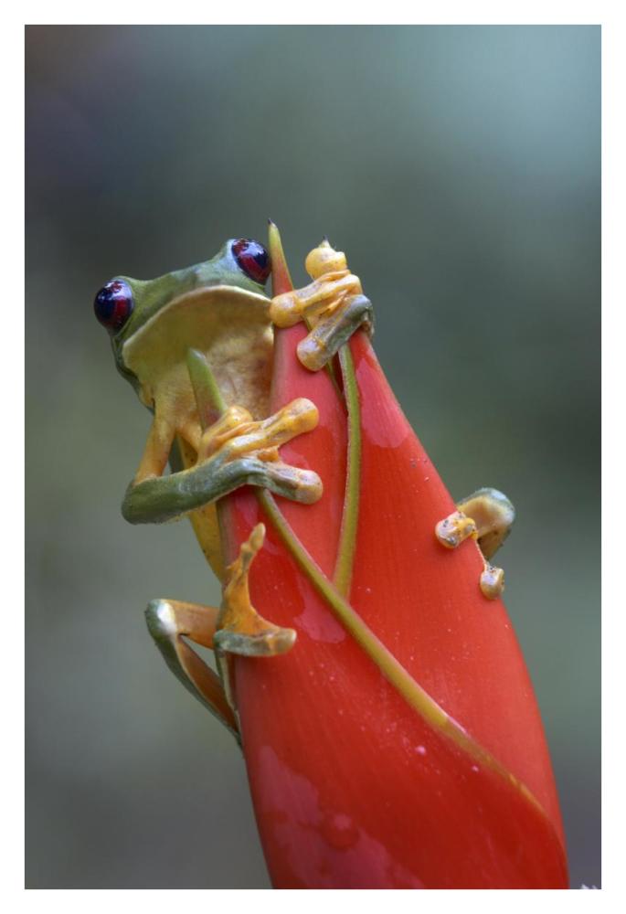 Gliding Leaf Frog on Heliconia, Costa Rica-Paper Art-26"x38"