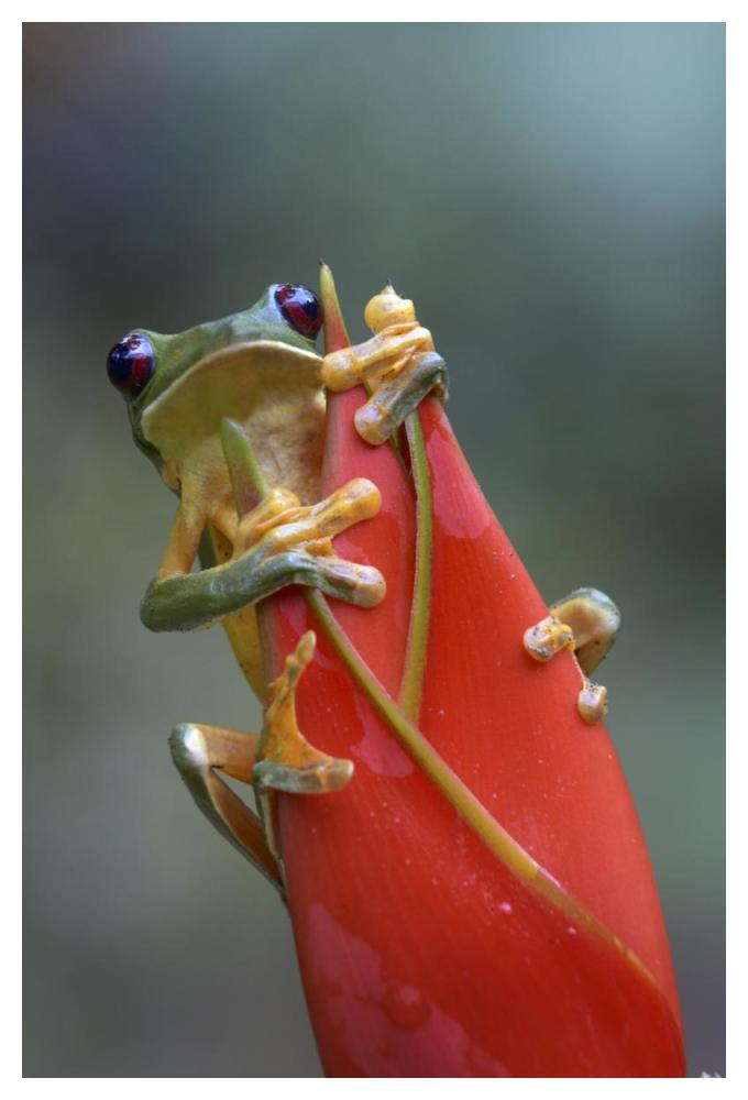 Gliding Leaf Frog on Heliconia, Costa Rica-Paper Art-34"x50"