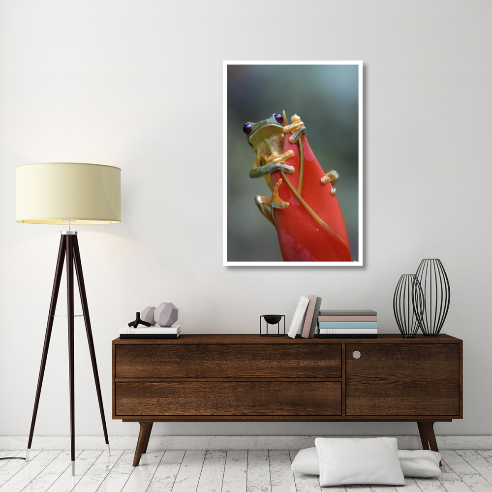 Gliding Leaf Frog on Heliconia, Costa Rica-Paper Art-34&quotx50"