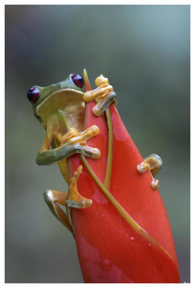 Gliding Leaf Frog on Heliconia, Costa Rica-Paper Art-42"x62"