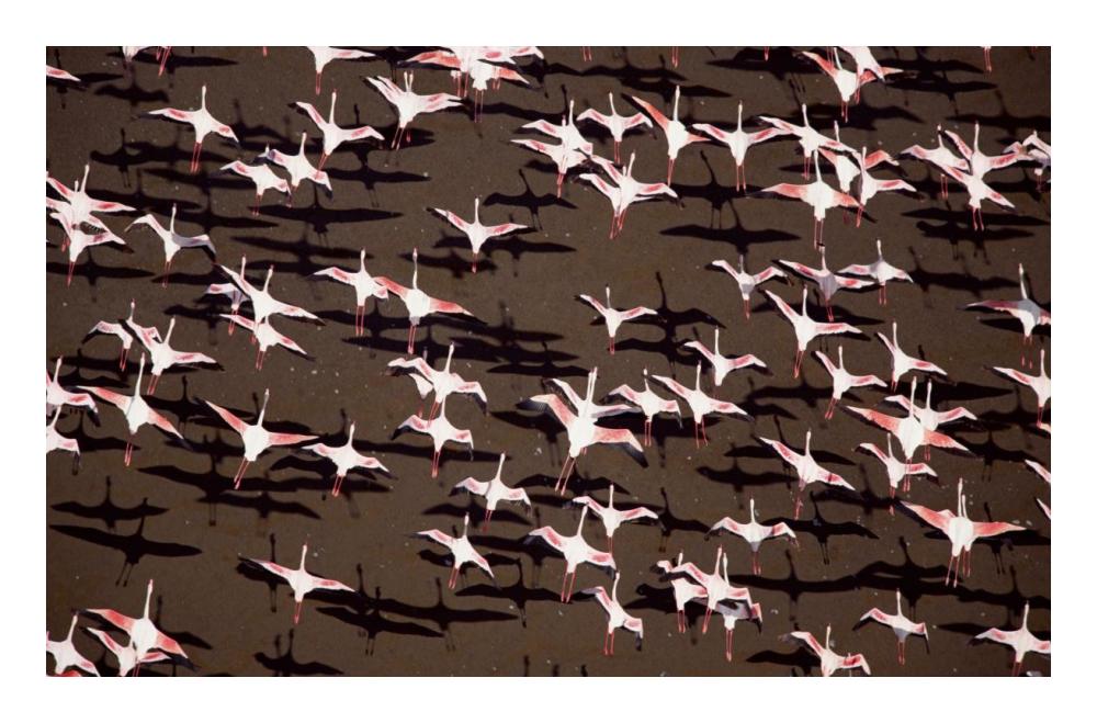 Greater Flamingo and Lesser Flamingo Kenya-Paper Art-24"x15.86"