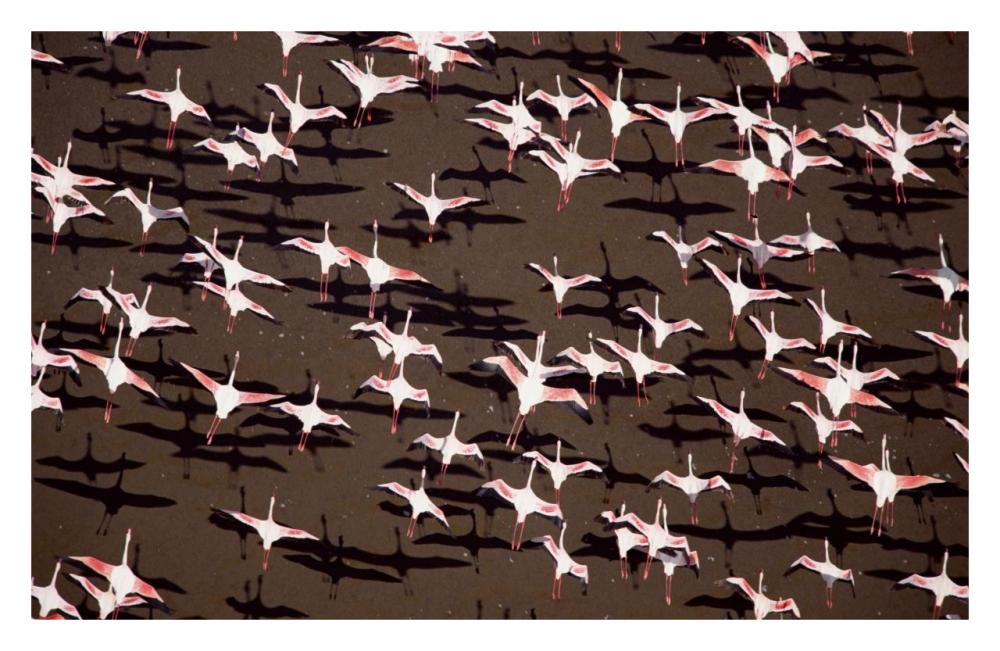 Greater Flamingo and Lesser Flamingo Kenya-Paper Art-32"x20.9"