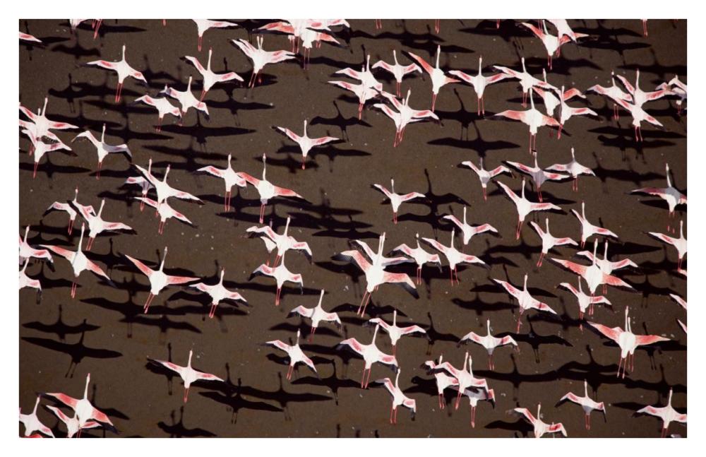 Greater Flamingo and Lesser Flamingo Kenya-Paper Art-38"x24.68"