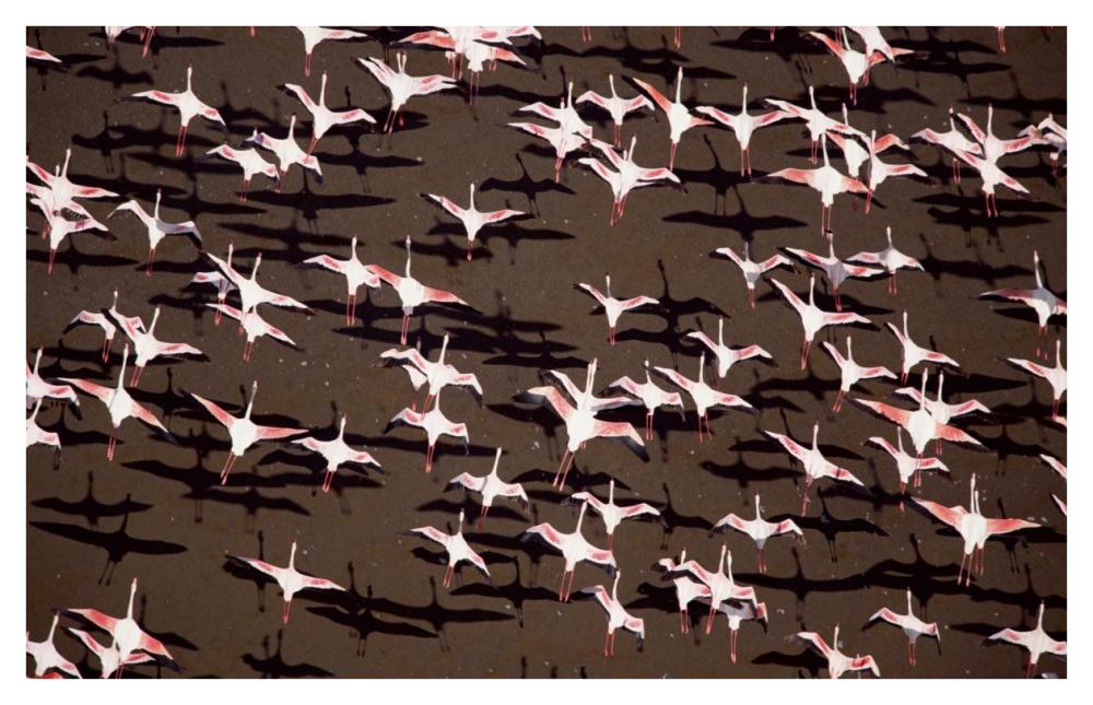Greater Flamingo and Lesser Flamingo Kenya-Paper Art-42"x27.2"