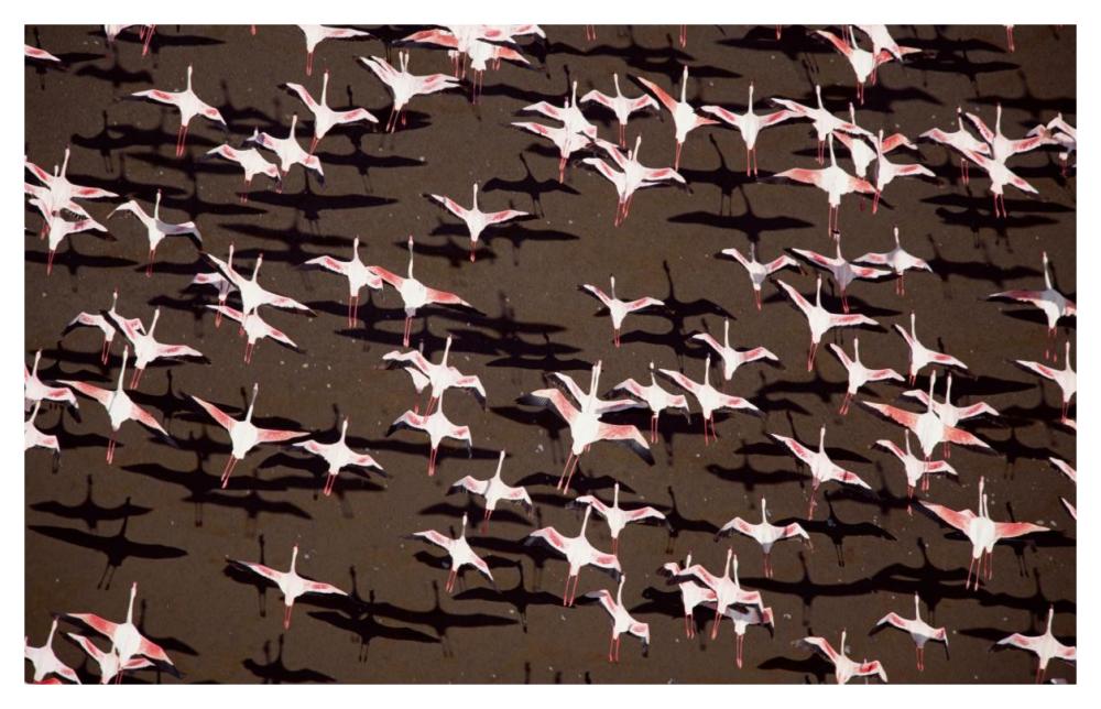Greater Flamingo and Lesser Flamingo Kenya-Paper Art-46"x29.72"