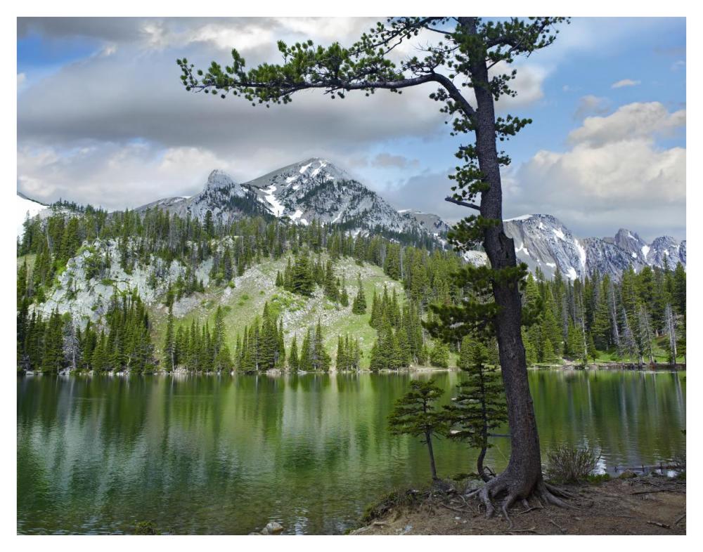 Pine trees reflected in Fairy Lake, Montana-Paper Art-42"x32"
