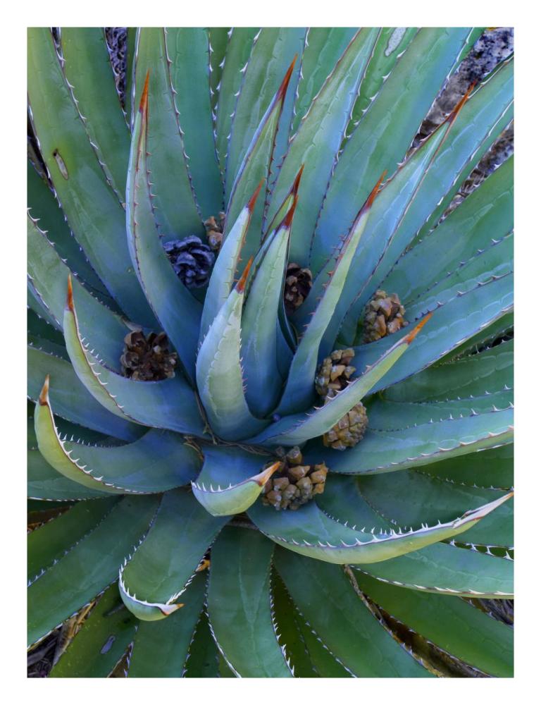Agave plants with pine cones, North America-Paper Art-20"x26"