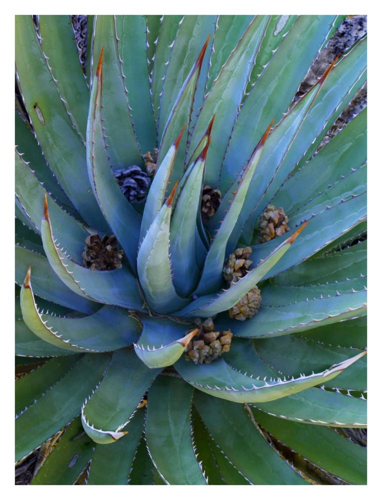 Agave plants with pine cones, North America-Paper Art-26"x34"