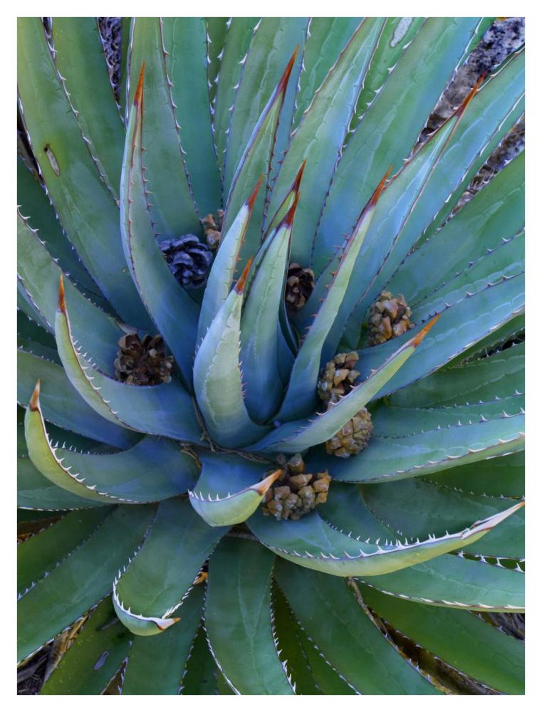 Agave plants with pine cones, North America-Paper Art-32"x42"