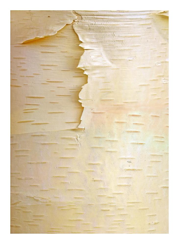 Birch close up of tree trunk, North America-Paper Art-17.62"x24"