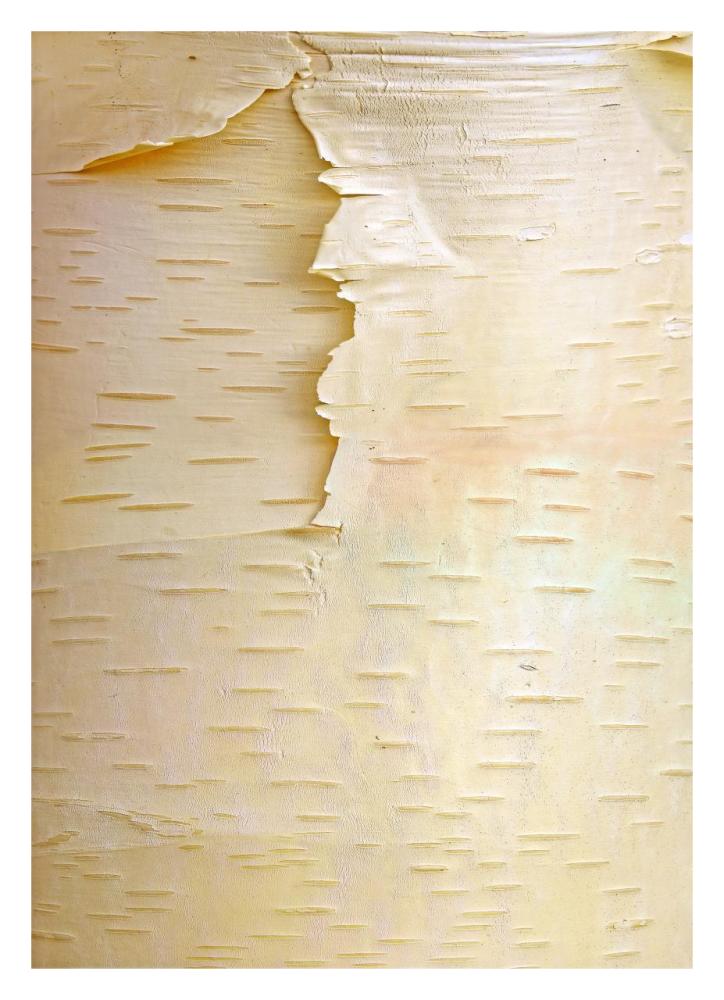 Birch close up of tree trunk, North America-Paper Art-23.3"x32"