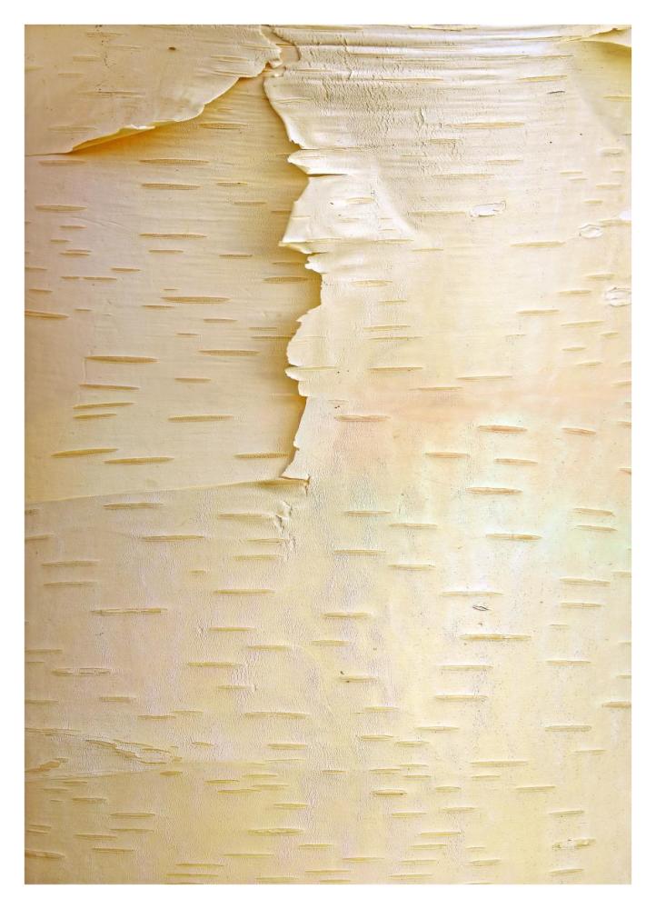 Birch close up of tree trunk, North America-Paper Art-27.56"x38"