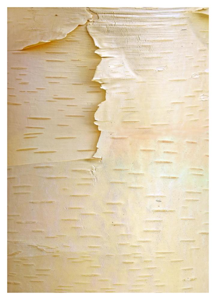 Birch close up of tree trunk, North America-Paper Art-30.4"x42"
