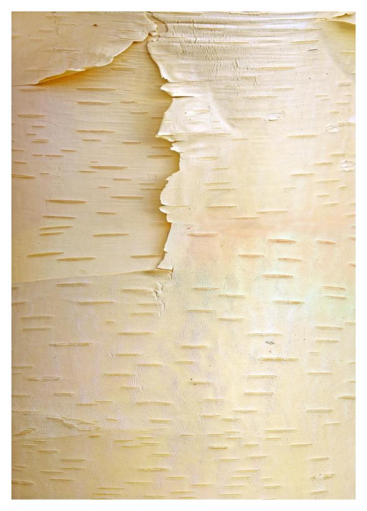 Birch close up of tree trunk, North America-Paper Art-33.24"x46"