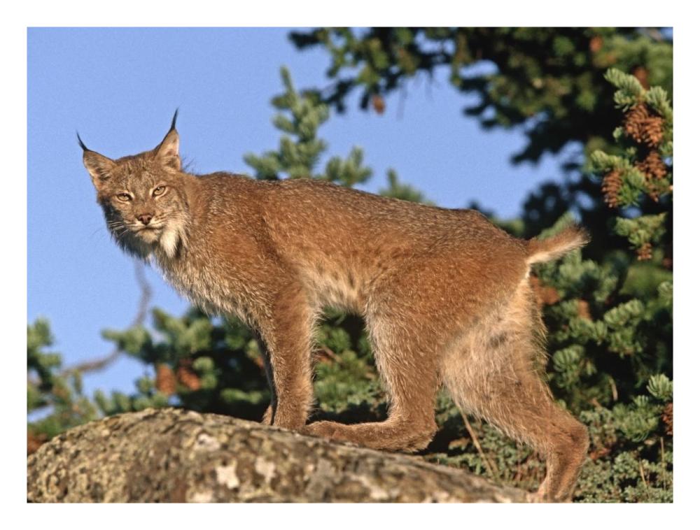 Canada Lynx climbing on rock, North America-Paper Art-26"x20"