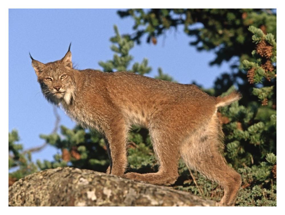 Canada Lynx climbing on rock, North America-Paper Art-34"x26"