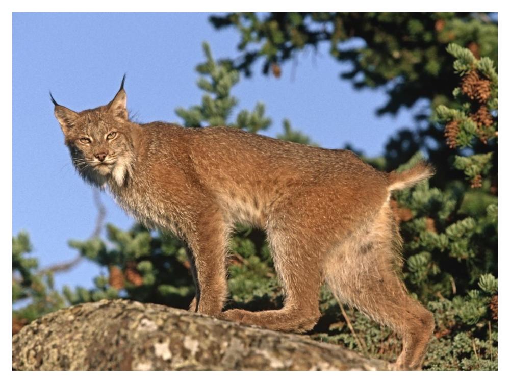 Canada Lynx climbing on rock, North America-Paper Art-42"x32"