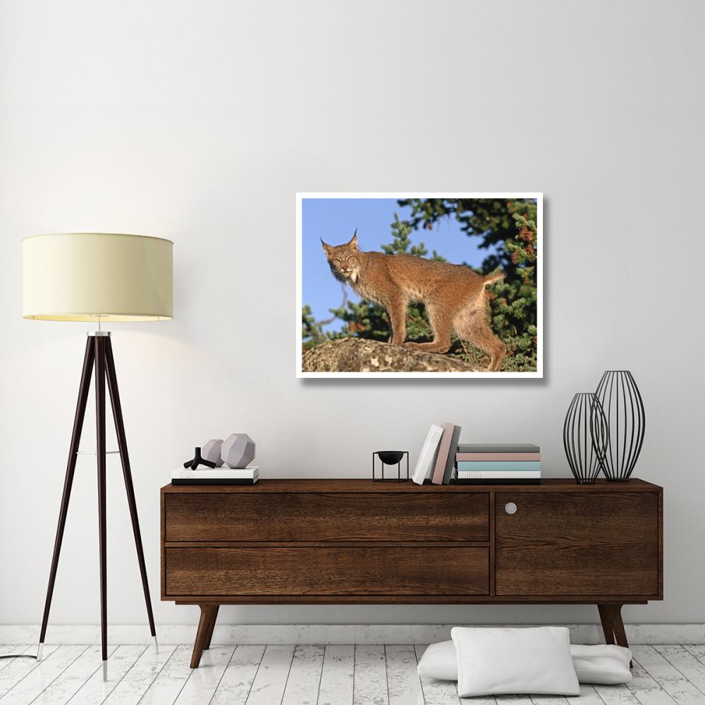 Canada Lynx climbing on rock, North America-Paper Art-42&quotx32"